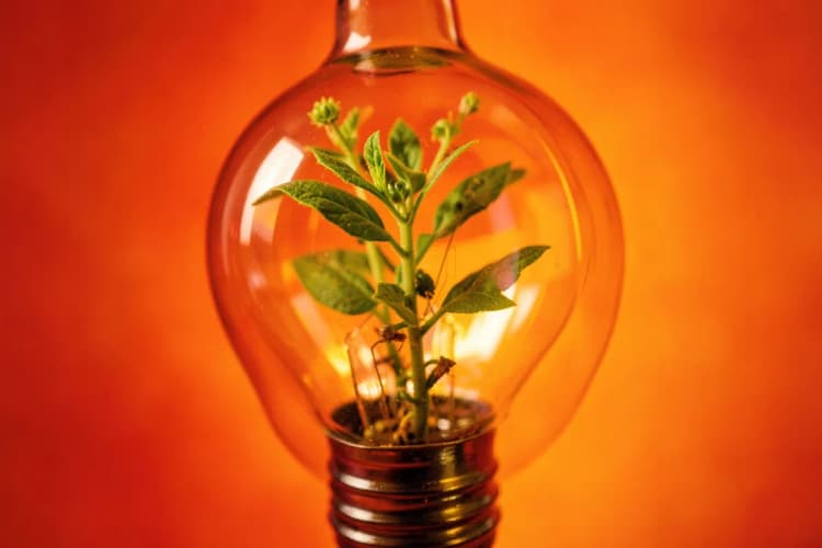 Lâmpada acesa com uma planta crescendo dentro dela, simbolizando ideias e crescimento.